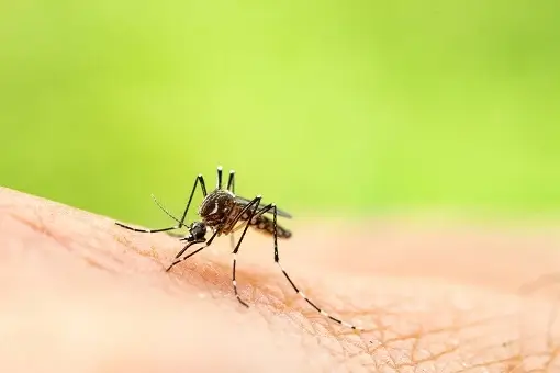 Mosquito biting