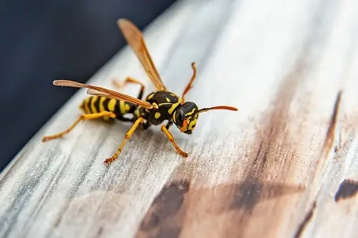 Yellowjacket Removal Extermination