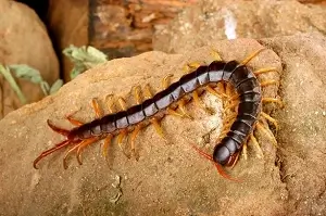 centipedes thumb