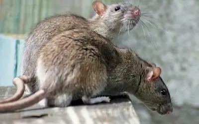 How to Combat Rats in San Antonio