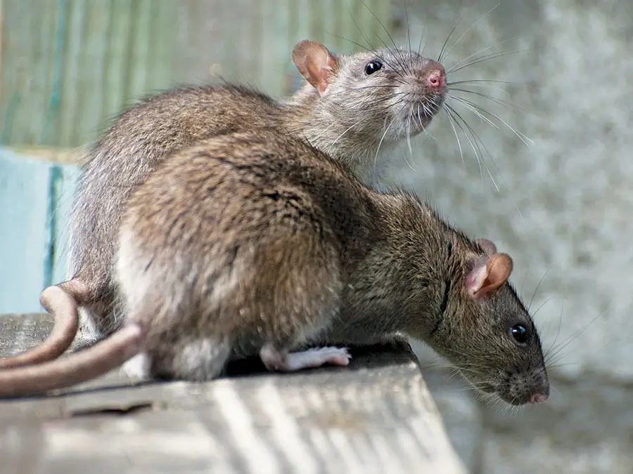 How to Combat Rats in San Antonio