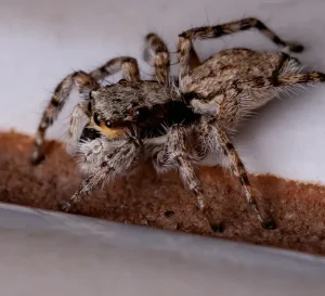 The Gray Wall Jumping Spider