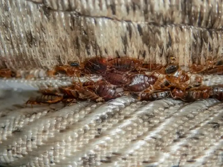 How hard is it to get rid of bed bugs