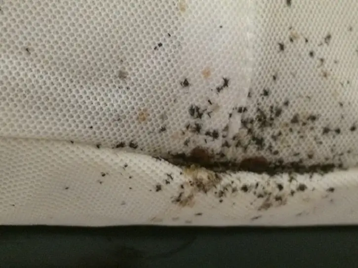 What are the signs of bed bug infestations