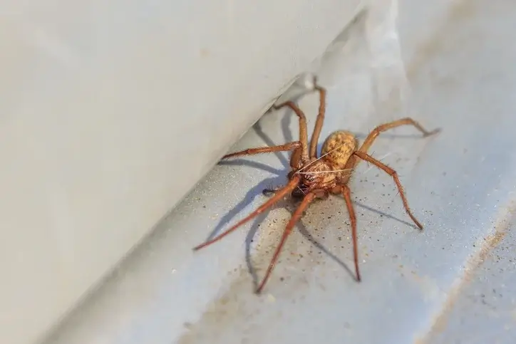 activehouse spider - Beeline Pest Control of Texas