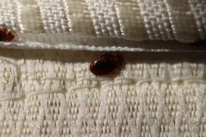 Bed Bugs - What are they and how do I inspect and treat them?