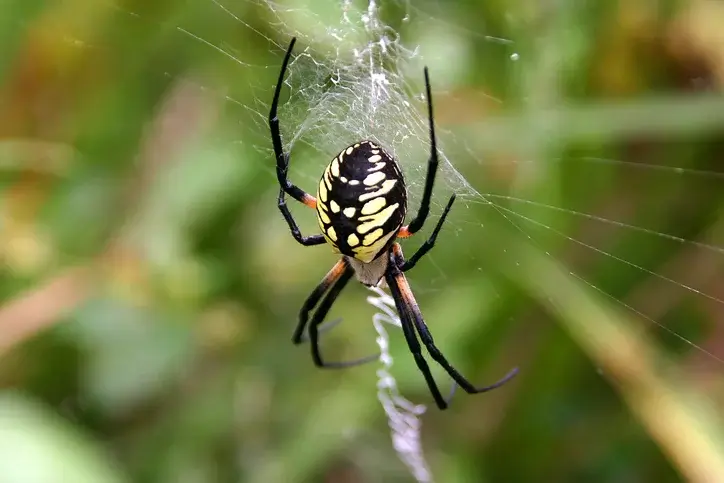 blackandyellowgarden spider