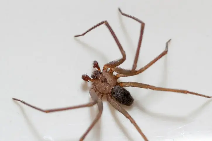 brownrecluse spider (2)