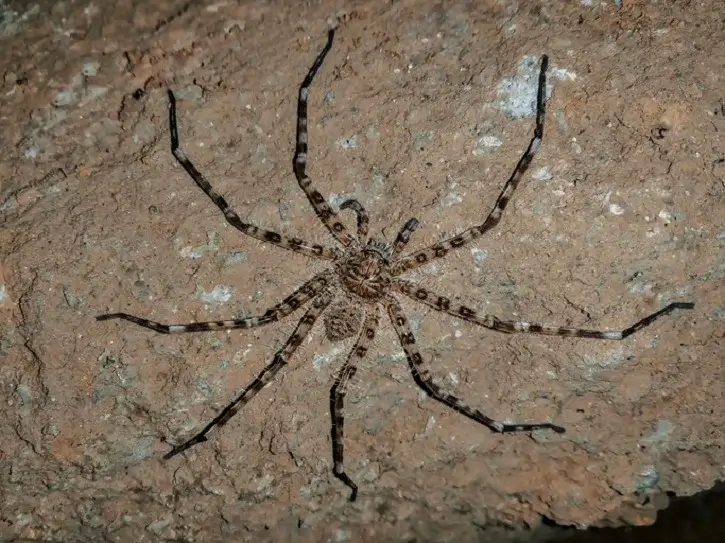 huntsman spider - Beeline Pest Control of Texas