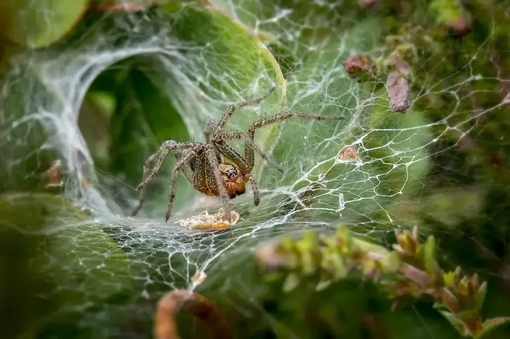 insect web spider - Beeline Pest Control of Texas insect web spider