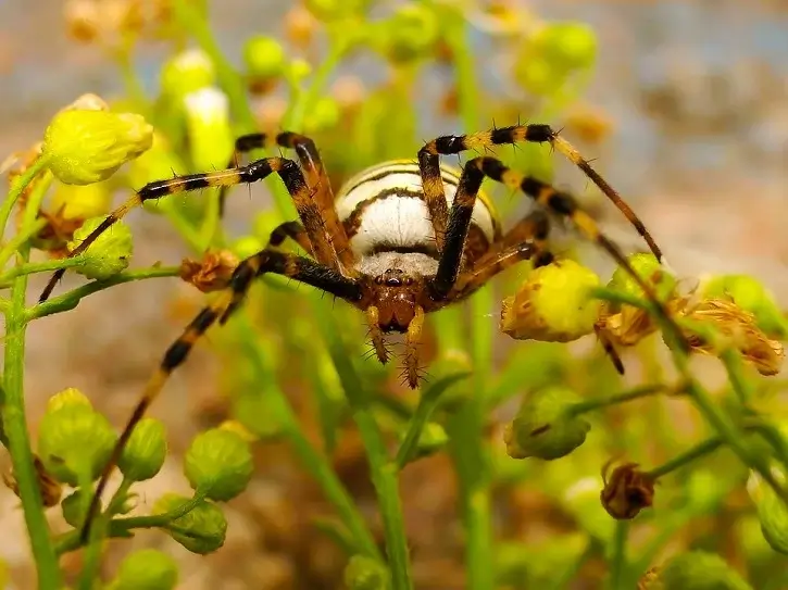 nature outside biggest spider