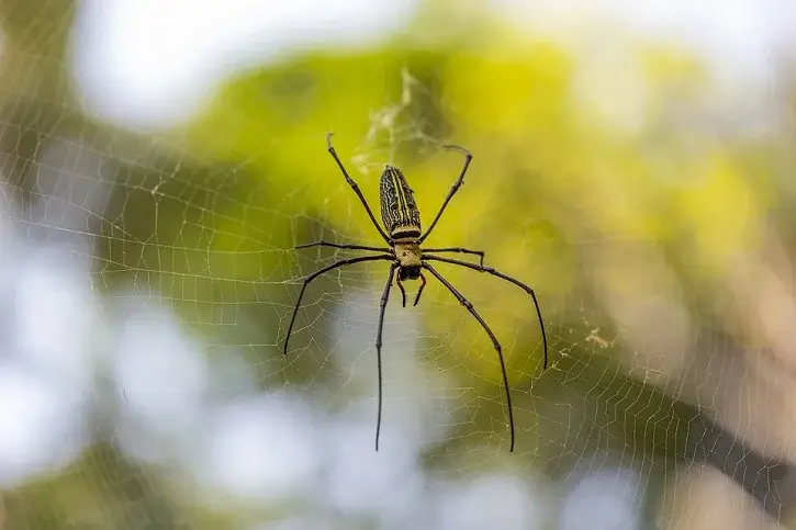 nephila-maculata-giant-wood-spide - Beeline Pest Control of Texas nephila-maculata-giant-wood-spide
