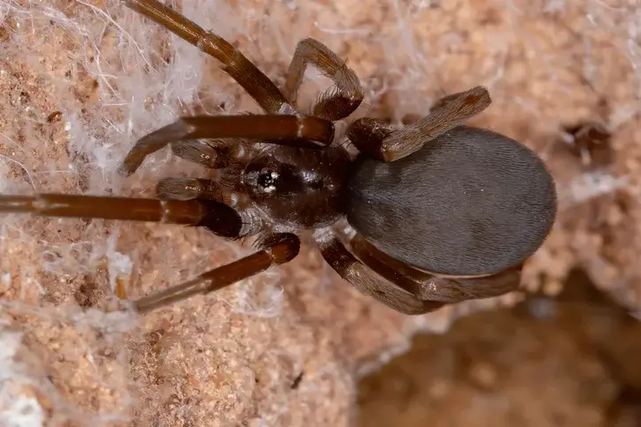 sothernhouse spider - Beeline Pest Control of Texas