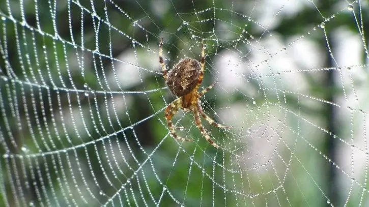 spin web spider - Beeline Pest Control of Texas spin web spider