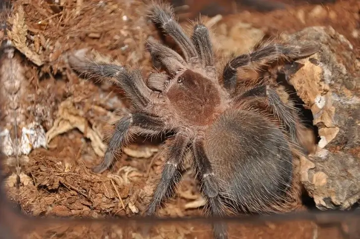 texasbrown tarantula