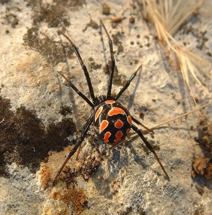 black_widow_spider - Beeline Pest Control of Texas
